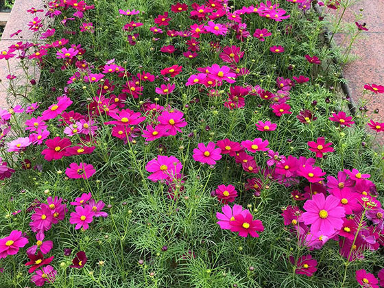 宿州仿真花商铺-设计绿化城市